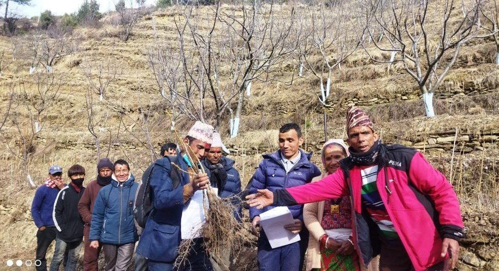 जुम्लाका विपन्न किसानलाई निःशुल्क ओखरका विरुवा वितरण